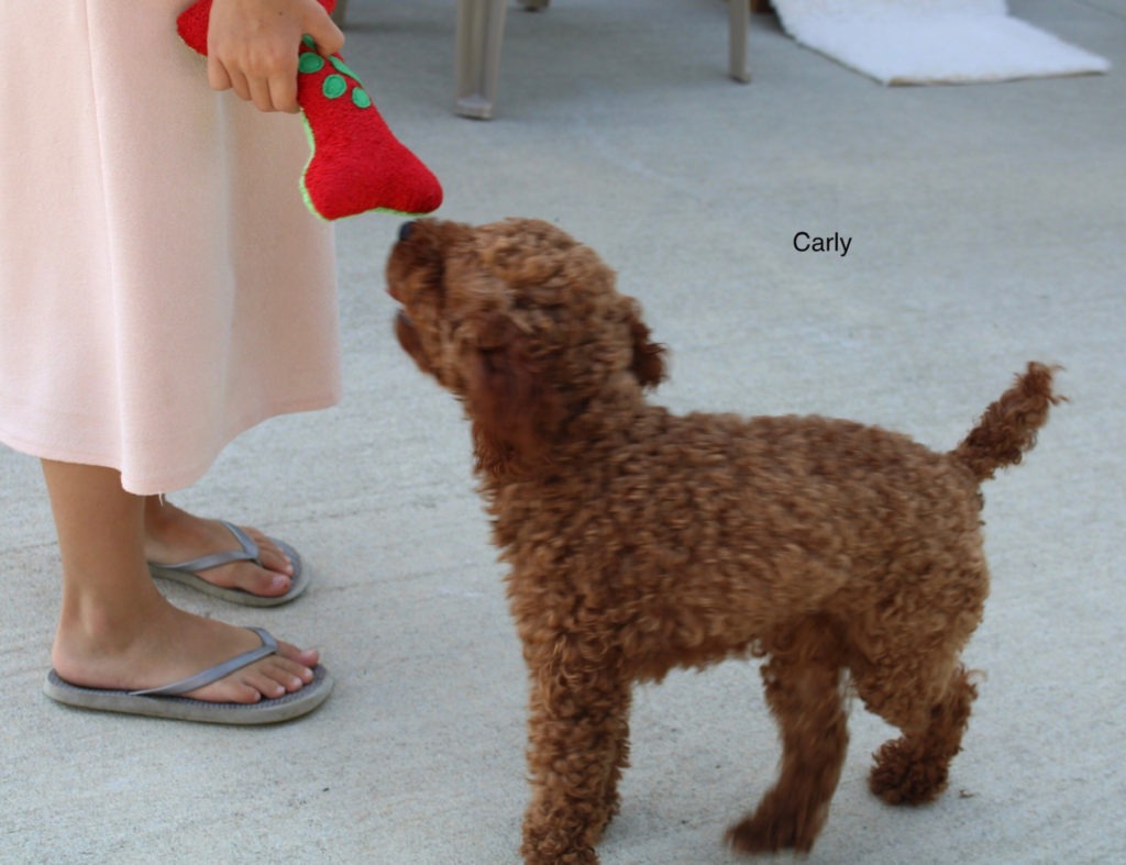 Carly Akc toy poodle 1