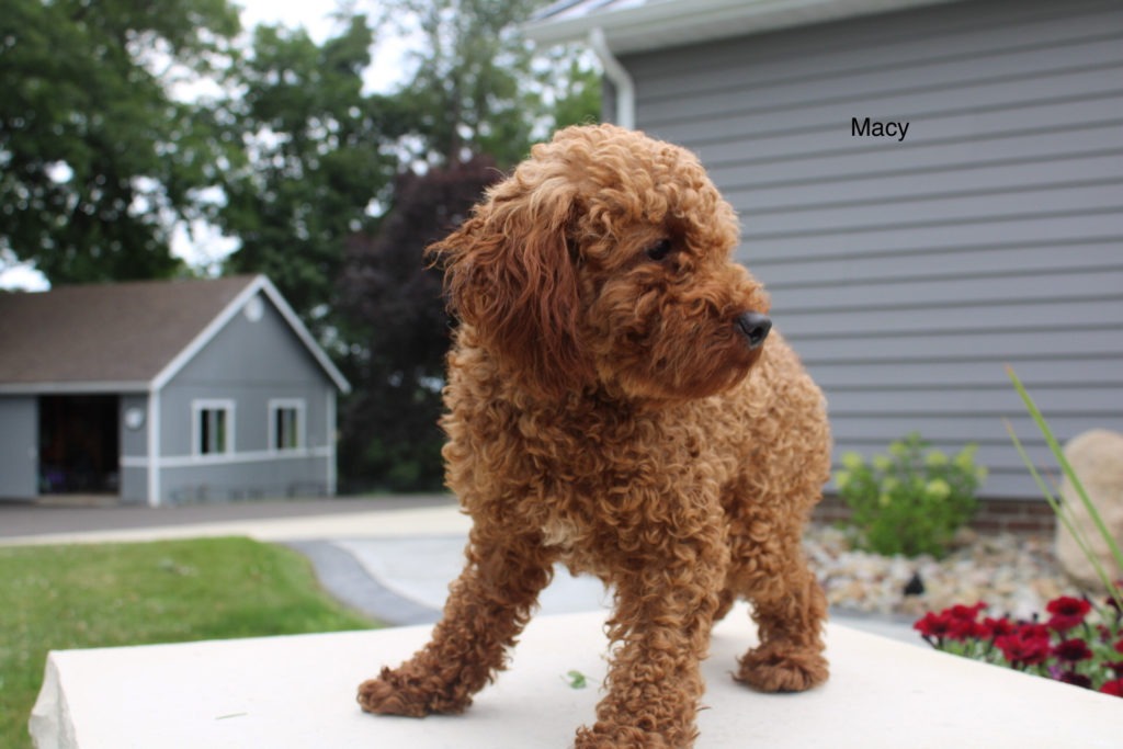Macy Akc toy poodle2