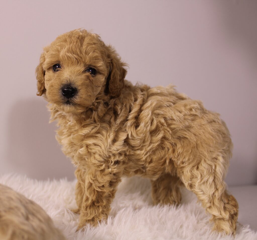 Ivy Toy Poodle Puppy For